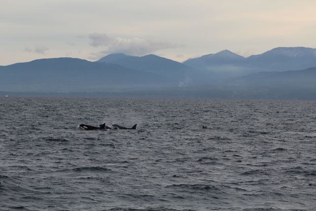 Orcas in the Salish Sea